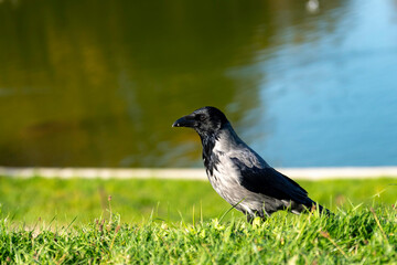 A hooded crow (Corvus cornix) standing on lush green grass near a calm body of water, captured in bright natural daylight.