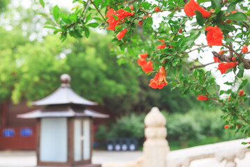 Pomegranate flowers blooming in the Palace Museum
