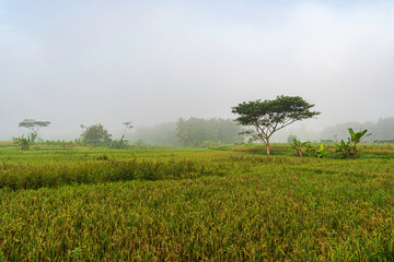 Lush green rice fields with scattered trees under a misty morning sky in a tropical rural landscape.