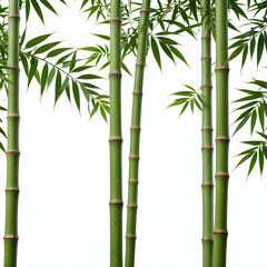 bamboo background vector illustration