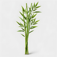 Obraz premium green bamboo on white background