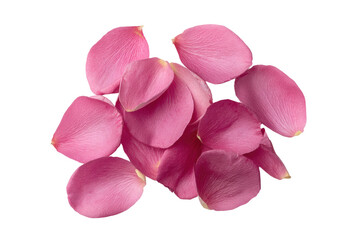 Vibrant pink rose petals scattered on black background, cut out