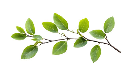 Obraz premium Green Leaf Branch on Transparent Background