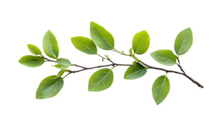 Green Leaf Branch on Transparent Background