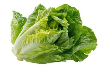 Fresh romaine lettuce head with dew on dark background, cut out