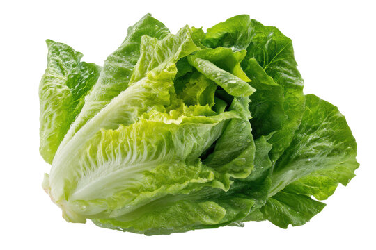 Fresh romaine lettuce head with dew on dark background, cut out
