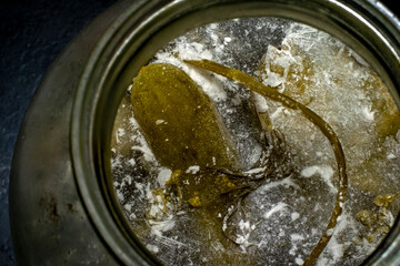 spolied cucumber with fungus