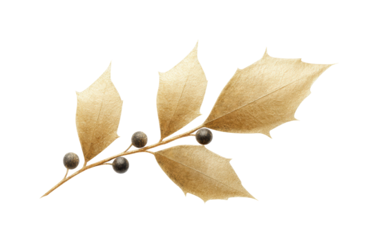 Golden holly leaves with berries on black background, cut out
