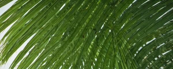 Fototapeta premium Intricate veins, vibrant green palm frond close-up, background, growth