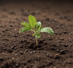 Bean seedling pushing through soil, showing cotyledons,  plant,  bean,  macro