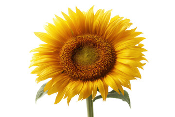 Obraz premium Bright yellow sunflower with green leaves on black background, cut out