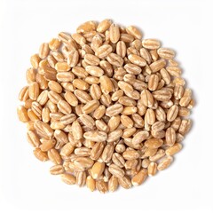 Triticale Grains on Isolated White Background – Hybrid Cereal Grain with Uniform Shape and Professional Lighting