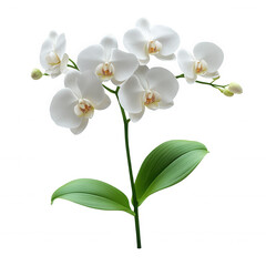 Obraz premium Elegant White Phalaenopsis Orchid Branch on Transparent Background