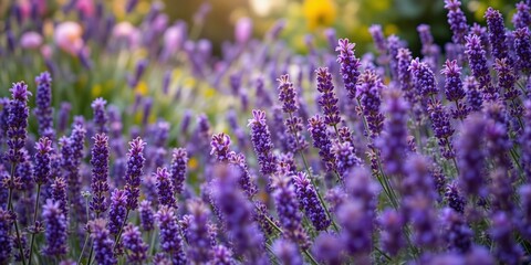 Obraz premium Fragrant Lavender Field - 8K Photorealistic Beauty