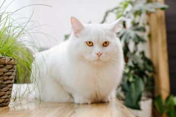 A white fluffy cat lies on the table next to the cat grass. Vitamins for domestic cats