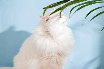 White fluffy cat sits on pink and blue background under palm leaves