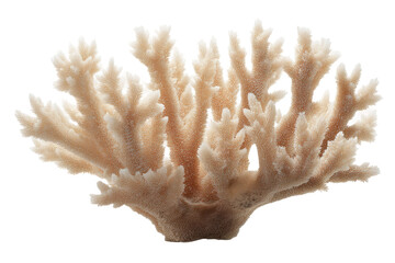 Close-up of a detailed beige coral structure on white background, cut out