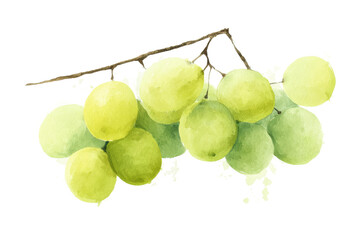 Watercolor grapes on vine: artistic green fruit illustration, cut out