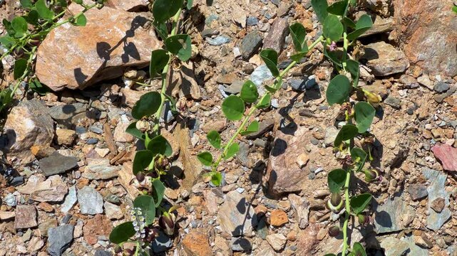 Capers in the sun on the Mediterranean coast in Gazipasa. Flowering capers on a hill by the sea near Alanya. The fruits of a thorny shrub called the caper bush. T&uuml;rkiye. 4К