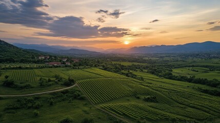 Fototapeta premium Scenic sunset over rolling vineyards and mountains