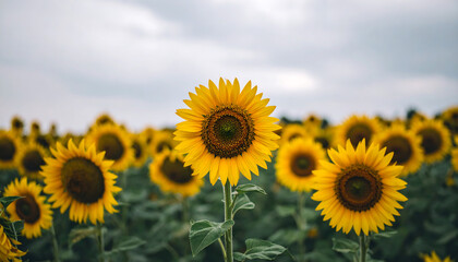 Fototapeta premium A vast field of bright yellow sunflowers stands under a cloudy sky.