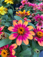 multicolor, pink flower, Common zinnia flower background