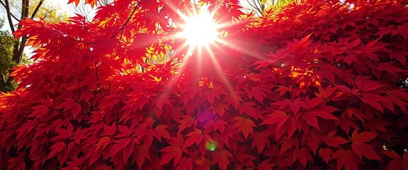 Sun-dappled autumn leaves in vibrant red, orange, and gold piled high, landscape, fall foliage