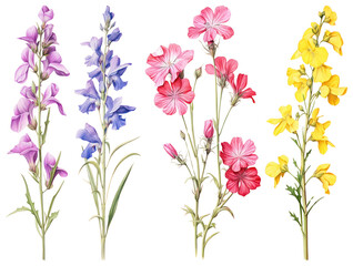 PNG Colorful botanical flower illustration, element set on transparent background