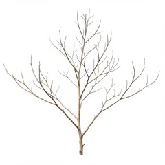 Fototapeta premium Isolated bare tree with slender branches against a stark white background view