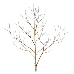 Isolated bare tree with thin branches against a stark white background view