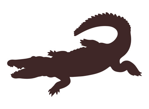 crocadile animal