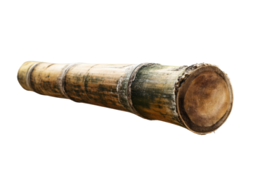 Natural bamboo cane segment isolated on white background, cut out