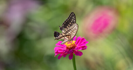 花の蜜を吸うアゲハチョウ