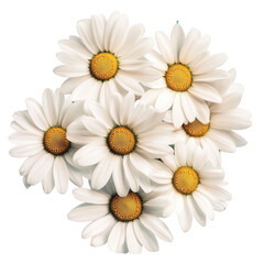 Fototapeta premium Daisy flower arrangement isolated on transparent background