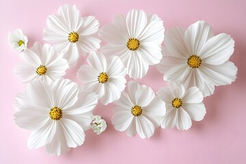 White daisy chamomile flowers on pale pink background. Creative lifestyle, summer, spring theme 