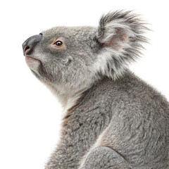 Fototapeta premium Cute furry Australian koala bear on a eucalyptus branch, isolated on white
