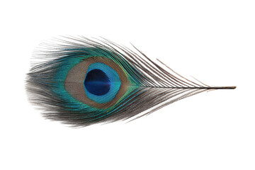 Colorful peacock feather close-up on white background showing eye pattern, cut out