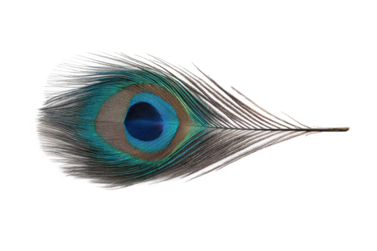 Colorful peacock feather close-up on white background showing eye pattern, cut out