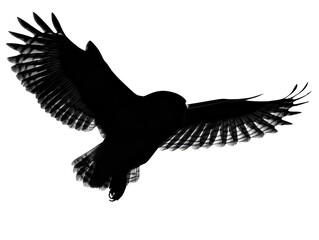 Obraz premium Night Owl Soaring Silhouette Isolated on White Transparent Background