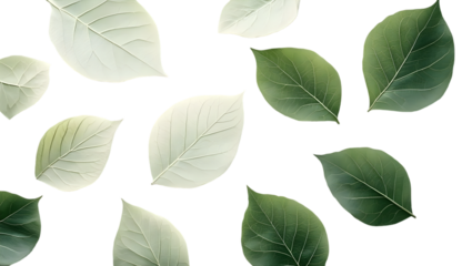 Green and White Leaf on Transparent Background