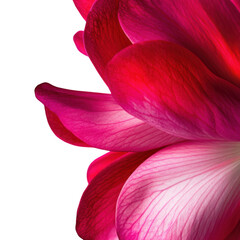 Pink flower petals close up isolated on transparent background