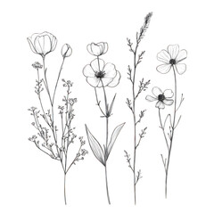 Floral sketch drawing of flowers isolated on transparent background