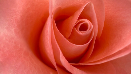 The peach rose in full bloom with each velvety petal curling gently inward, wrapping the flower’s heart in layers of serene beauty and drawing the eye into its calm and elegant center.