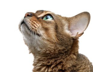 Obraz premium Close-up of an abyssinian cat gazing upwards isolated on black background, cut out