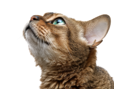 Close-up of an abyssinian cat gazing upwards isolated on black background, cut out