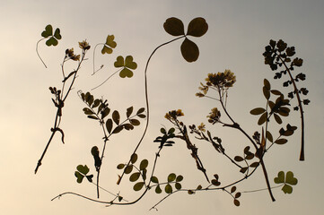 “空飛ぶ葉っぱ”　果てしなく広がる大空に悠々と舞っている無重力の世界。ここだけが安住の空間。
大空に吸い込まれるように羽ばたいている。私は今、葉っぱと一緒に大空を漂っている。
時折、不穏な風がやってきて吹き飛ばされそうになる。すると、私の心に不安な気持ちが立ち込めてきた。とてつもなく大きな危機が迫ってくる予感。暗黒の空が地球を覆い始めた。大丈夫か地球。この優しくいとおしい地球を守らなければならない