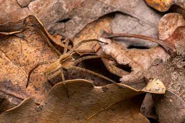 Nursery Web Spider - Pisaura mirabilis, beautiful small ground spider from European forests and meadows, Zlin, Czech Republic.