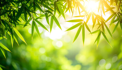 竹林に差し込む日差し