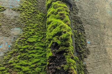 Close-up of an old pipe covered in bright green moss, attached to a damp concrete wall. The vivid...