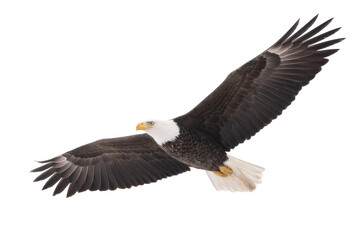 Naklejka premium Majestic bald eagle in flight against clear sky, cut out
